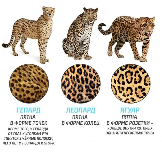 Картинка Различия гепарда, леопарда и ягуара